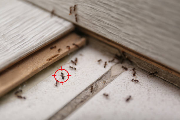 Best Residential Pest Control  in Fairbury, NE